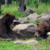 Photo d'Ours