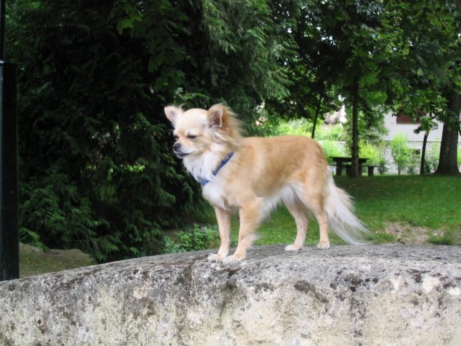 Photo de Chihuahua  poil long