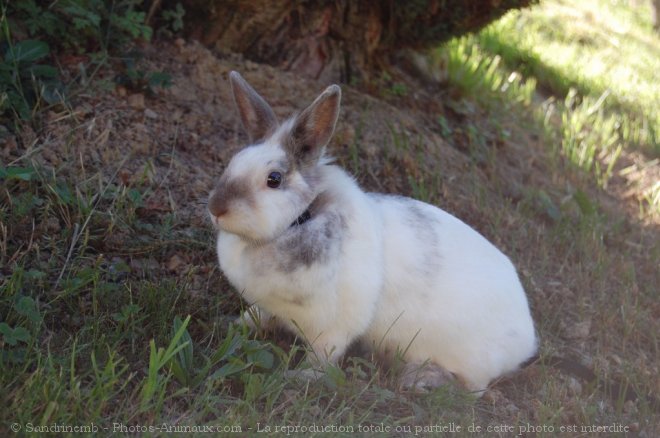 Photo de Lapin