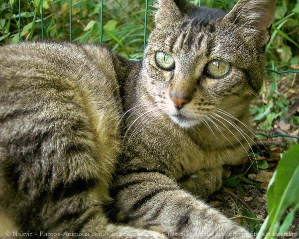 Photo de Chat domestique