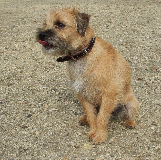 Photo de Border terrier