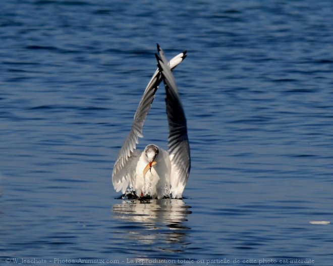 Photo de Mouette