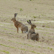 Photo de Races diffrentes