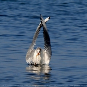 Photo de Mouette