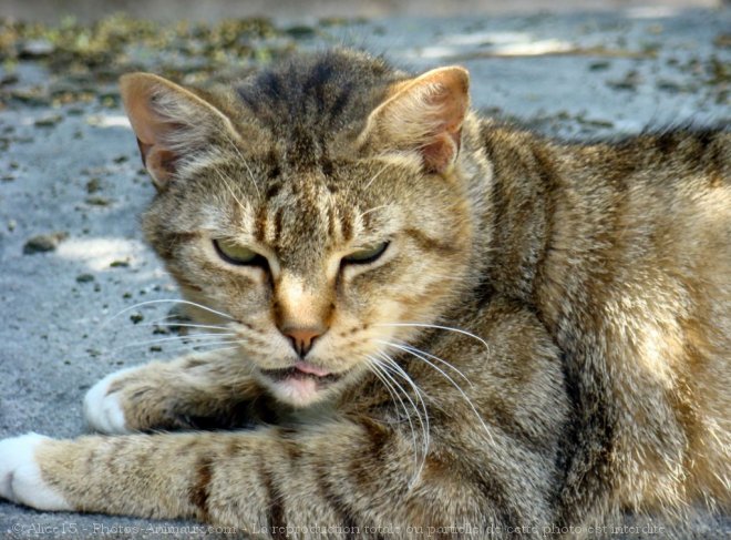 Photo de Chat domestique