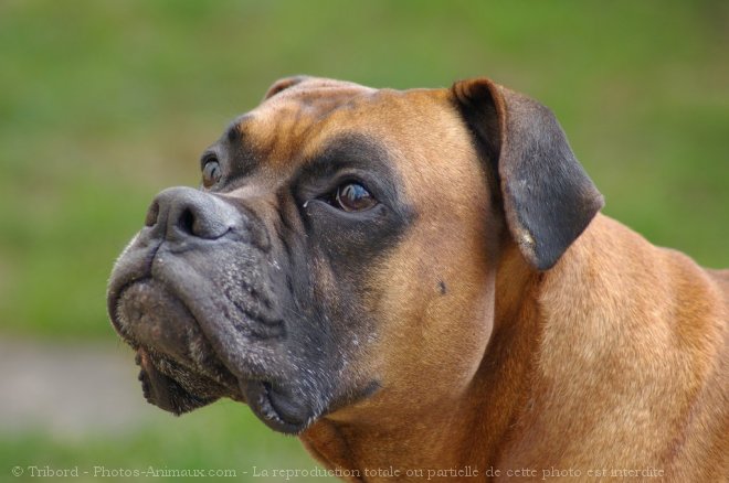 Photo de Boxer