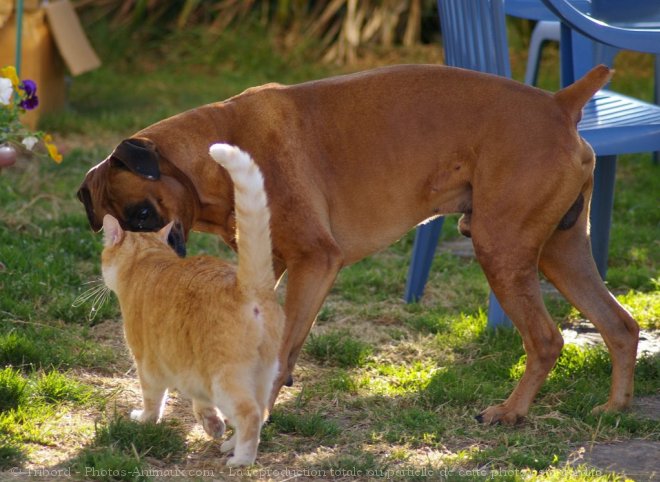 Photo de Boxer