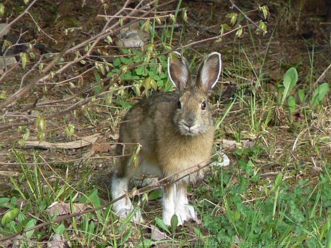 Photo de Lapin