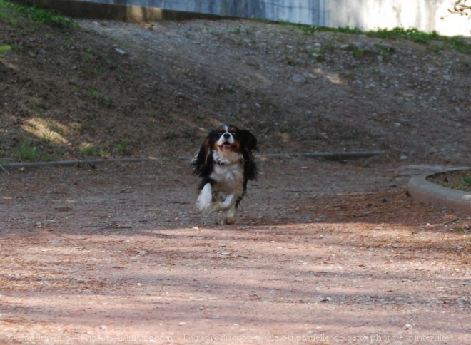 Photo de Cavalier king charles spaniel