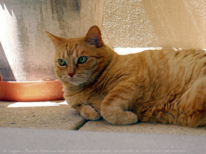 Photo de Chat domestique