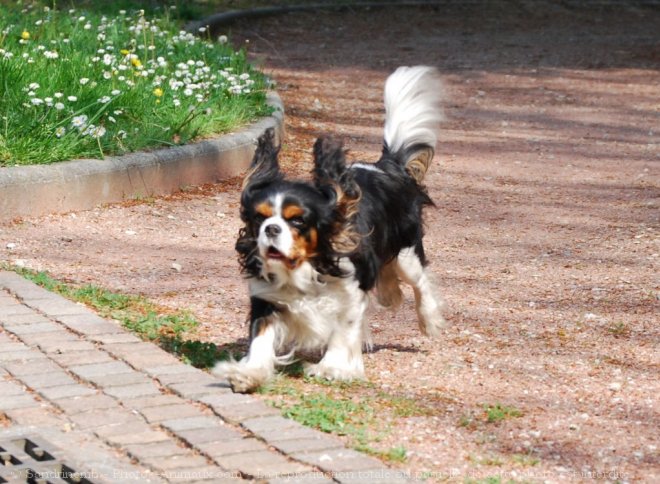 Photo de Cavalier king charles spaniel