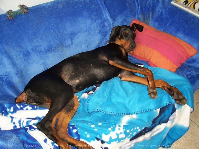 Photo de Dobermann