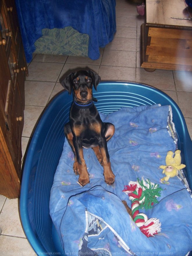 Photo de Dobermann