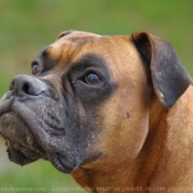 Photo de Boxer