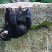 Photo de Singe - chimpanz