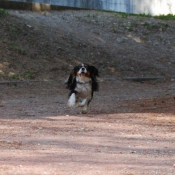 Photo de Cavalier king charles spaniel