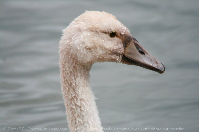 Photo de Cygne