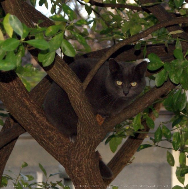 Photo de Chat domestique