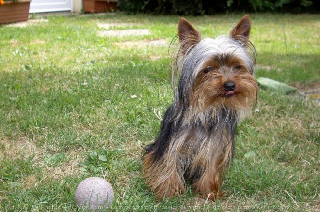 Photo de Yorkshire terrier