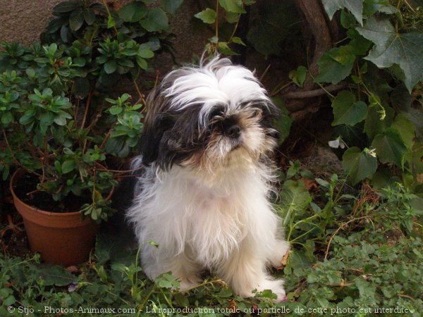 Photo de Shih tzu