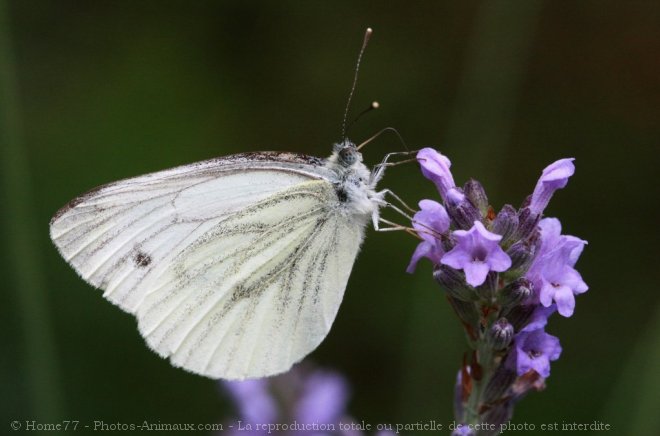 Photo de Papillon - piride