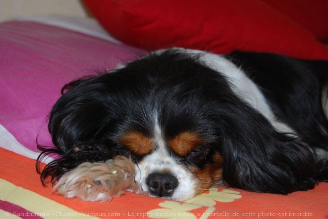 Photo de Cavalier king charles spaniel