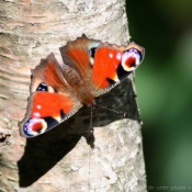 Photo de Papillon - paon du jour