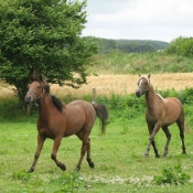 Photo de Poney franais de selle