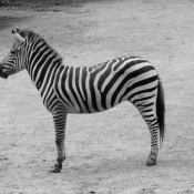 Photo de Zebre