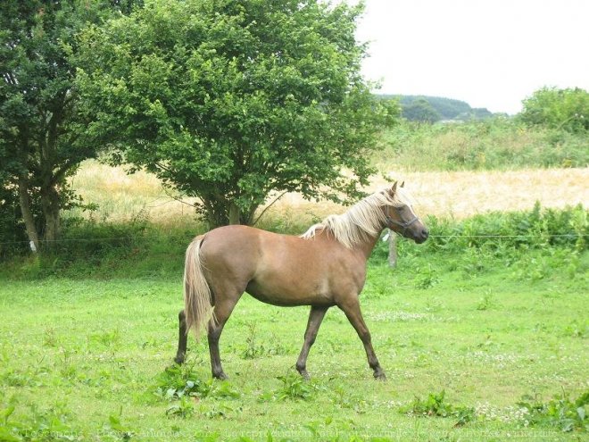 Photo de Poney franais de selle