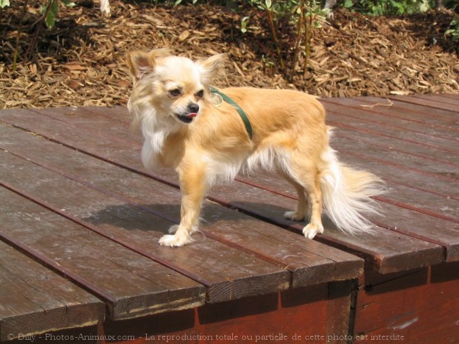 Photo de Chihuahua  poil long