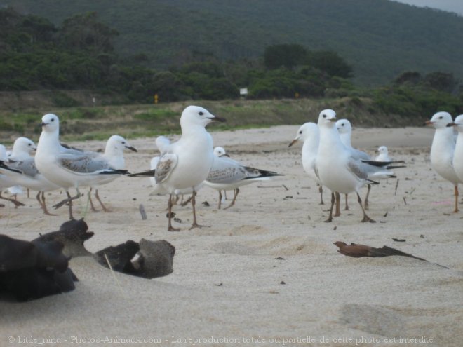 Photo de Mouette