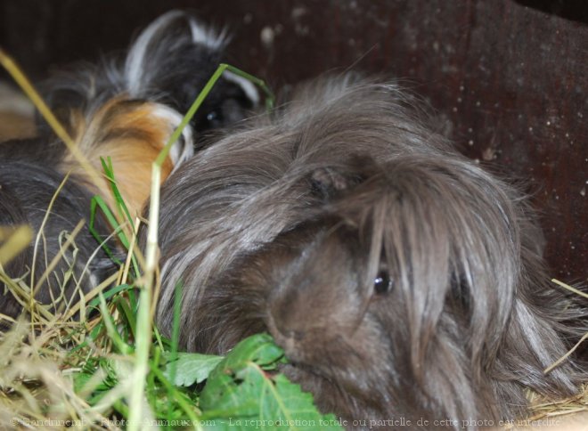 Photo de Cochon d'inde - pruvien