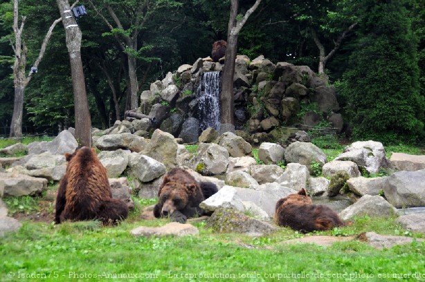 Photo d'Ours