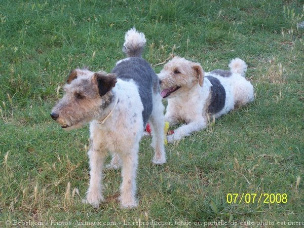 Photo de Fox terrier  poil dur