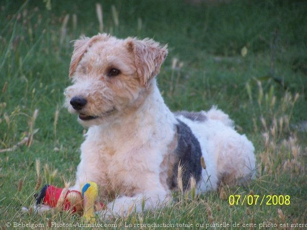 Photo de Fox terrier  poil dur