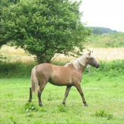 Photo de Poney franais de selle