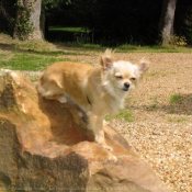 Photo de Chihuahua  poil long