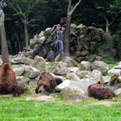 Photo d'Ours