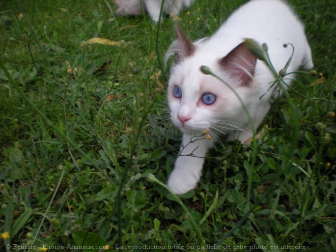 Photo de Ragdoll