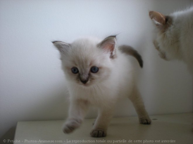 Photo de Ragdoll