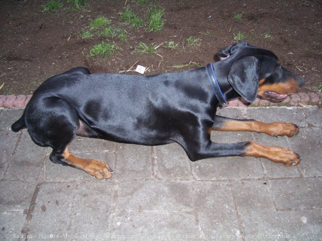 Photo de Dobermann