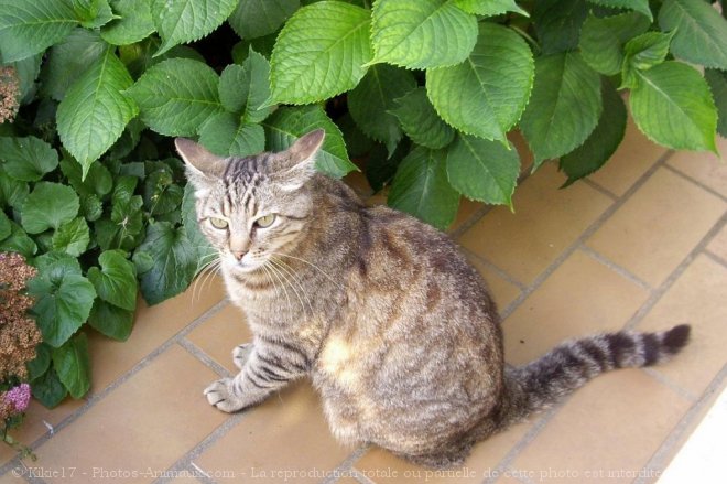 Photo de Chat domestique