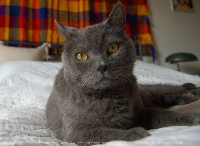 Photo de Chartreux