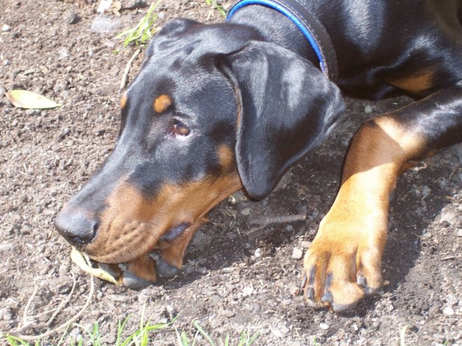 Photo de Dobermann