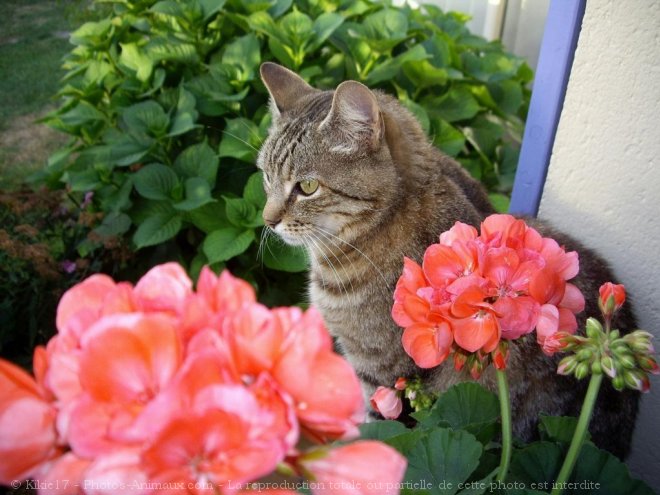 Photo de Chat domestique