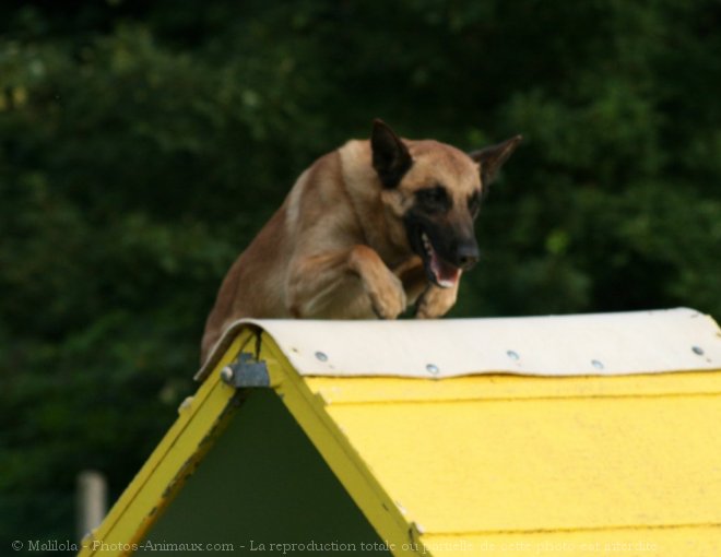 Photo de Berger belge malinois