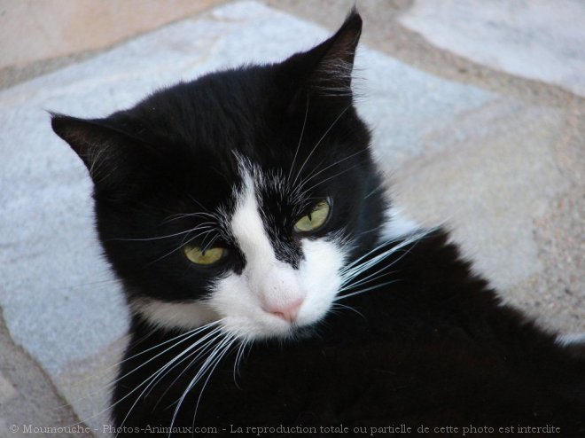 Photo de Chat domestique