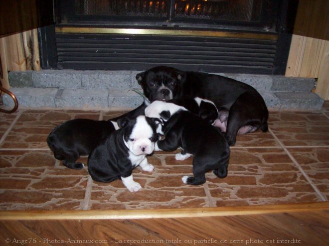 Photo de Boston terrier