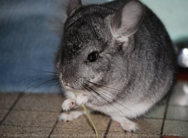 Photo de Chinchilla